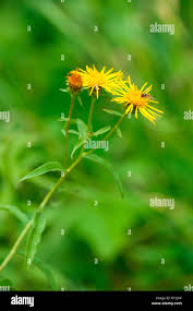 Attēlu rezultāti vaicājumam “Inula salicina flower”