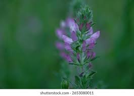 Attēlu rezultāti vaicājumam “Ononis arvensis bud”