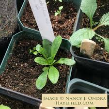 Image result for Reseda luteola