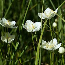 Attēlu rezultāti vaicājumam “Parnassiaceae”