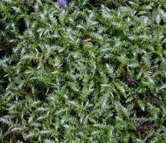 Attēlu rezultāti vaicājumam “Rhytidiadelphus subpinnatus”