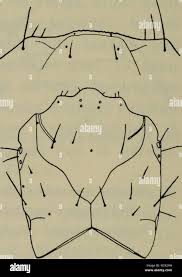 Attēlu rezultāti vaicājumam “Asaphidion pallipes”