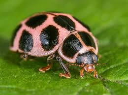 Attēlu rezultāti vaicājumam “Calvia quatuordecimguttata”