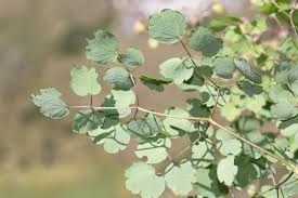 Attēlu rezultāti vaicājumam “Thalictrum minus leaf”