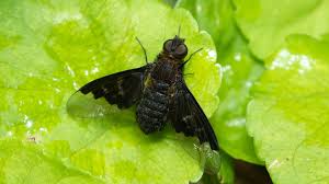 Attēlu rezultāti vaicājumam “Hemipenthes morio”