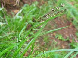 Attēlu rezultāti vaicājumam “Melica nutans”
