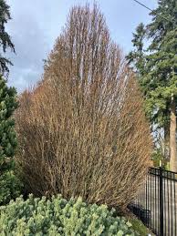 Attēlu rezultāti vaicājumam “Carpinus betulus”