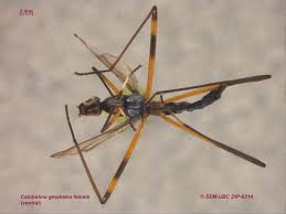 Attēlu rezultāti vaicājumam “Micropezidae”