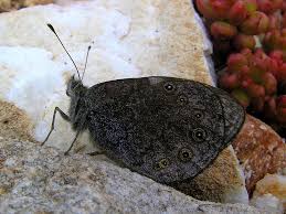 Attēlu rezultāti vaicājumam “Lasiommata petropolitana upperside”