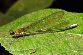 Attēlu rezultāti vaicājumam “Calopterygidae”