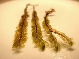 Attēlu rezultāti vaicājumam “Plagiochila asplenioides”