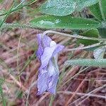 Attēlu rezultāti vaicājumam “Viola rupestris leaf”
