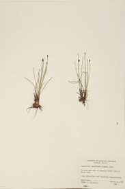 Attēlu rezultāti vaicājumam “Eleocharis quinqueflora”