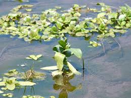 Attēlu rezultāti vaicājumam “Veronica anagallis-aquatica leaf”