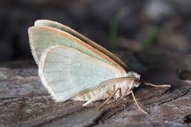 Attēlu rezultāti vaicājumam “Hylaea fasciaria”