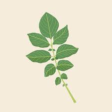 Attēlu rezultāti vaicājumam “Solanum tuberosum leaf”