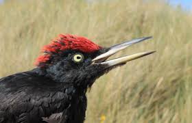 Attēlu rezultāti vaicājumam “Dryocopus martius”