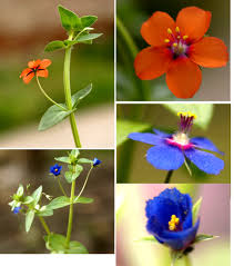 Attēlu rezultāti vaicājumam “Anagallis arvensis leaf”