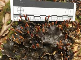 Attēlu rezultāti vaicājumam “Peltigera polydactylon”