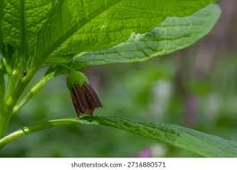 Attēlu rezultāti vaicājumam “Scopolia carniolica leaf”