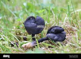 Attēlu rezultāti vaicājumam “Helvella atra”