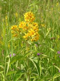 Attēlu rezultāti vaicājumam “Lysimachia vulgaris”