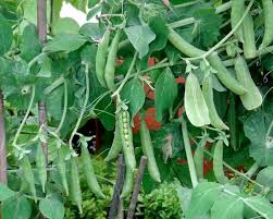 Attēlu rezultāti vaicājumam “Pisum sativum”