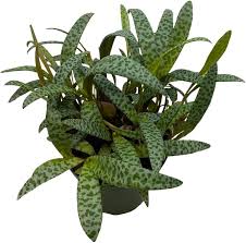 Attēlu rezultāti vaicājumam “Lycogala leopardinum sessile”