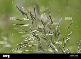 Attēlu rezultāti vaicājumam “Helictotrichon pratense”