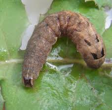 Attēlu rezultāti vaicājumam “Xestia triangulum”