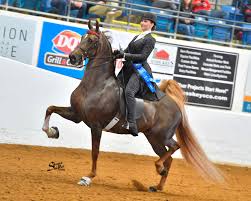 Image result for Fisher Equestrian
