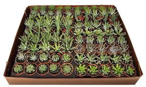 Image result for Haworthia mix