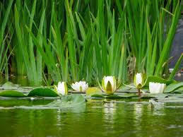 Attēlu rezultāti vaicājumam “Nymphaea alba leaf”