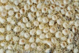 Attēlu rezultāti vaicājumam “Ceriporia excelsa”