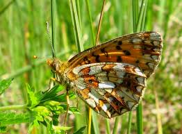 Attēlu rezultāti vaicājumam “Clossiana selene upperside”