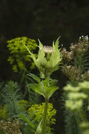 Attēlu rezultāti vaicājumam “Cirsium oleraceum leaf”