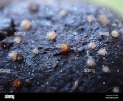 Attēlu rezultāti vaicājumam “Cheilymenia stercorea”