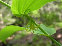 Attēlu rezultāti vaicājumam “Cribraria splendens stalked”