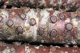 Attēlu rezultāti vaicājumam “Diatrype disciformis”