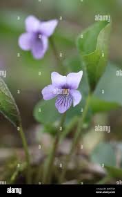 Attēlu rezultāti vaicājumam “Viola epipsila flower”