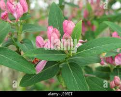 Attēlu rezultāti vaicājumam “Lonicera tatarica fruit”