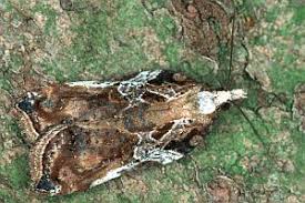 Attēlu rezultāti vaicājumam “Acleris cristana”