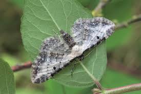 Attēlu rezultāti vaicājumam “Eupithecia succenturiata”