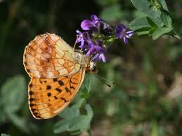 Attēlu rezultāti vaicājumam “Brenthis daphne underside”
