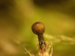 Attēlu rezultāti vaicājumam “Hemitrichia sordivesiculosa spores”