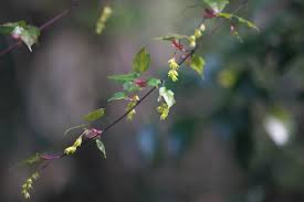 Attēlu rezultāti vaicājumam “Acer rufinerve flower”