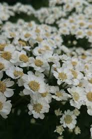 Attēlu rezultāti vaicājumam “Achillea ptarmica”