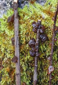 Attēlu rezultāti vaicājumam “Cystostereum murrayi”