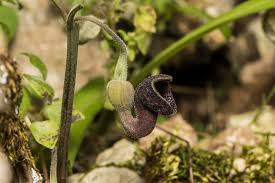 Attēlu rezultāti vaicājumam “Aristolochiaceae”