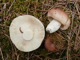 Attēlu rezultāti vaicājumam “Russula vesca”